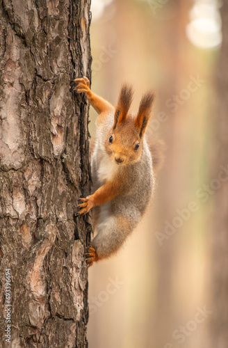 Red squirrel in the park in autumn © Prikhodko