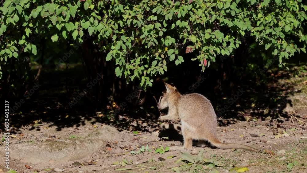 The agile wallaby, Macropus agilis also known as the sandy wallaby is a species of wallaby found in northern Australia and New Guinea. The agile wallaby, Macropus agilis also known as the sandy wallaby is a species of wallaby found in northern Australia and New Guinea.