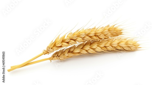 Realistic an ear of wheat on white background. Agricultural and harvest concept.