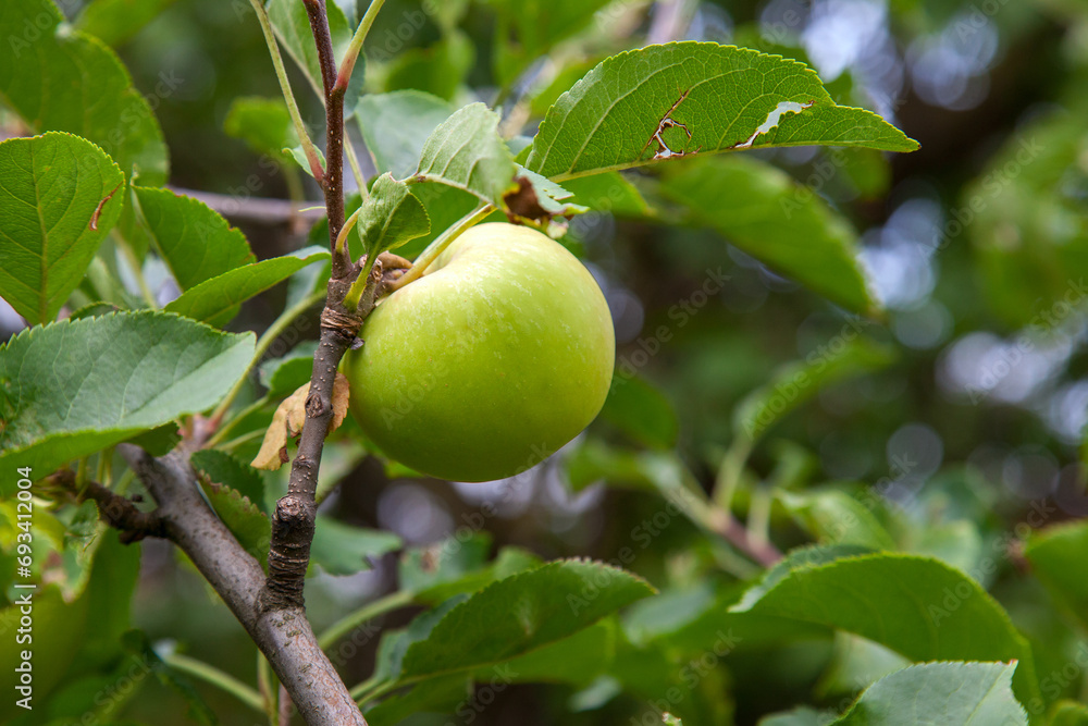 Shiny delicious green apples on a branch ready to be harvested in an apple orchard.. Shiny delicious green apples on a branch ready to be harvested in an apple orchard..