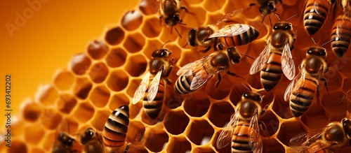 A Close-Up Glimpse into the Honeycomb Harmony, Where Bees Work Diligently Collecting Honey, Propolis, and Nectar in Their Vibrant Orange Haven
