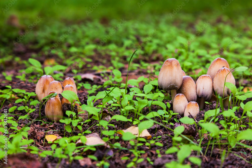 Poisonous mushrooms in a green meadow. Pale toadstool mushrooms. Poisonous mushrooms in a green meadow. Pale toadstool mushrooms.