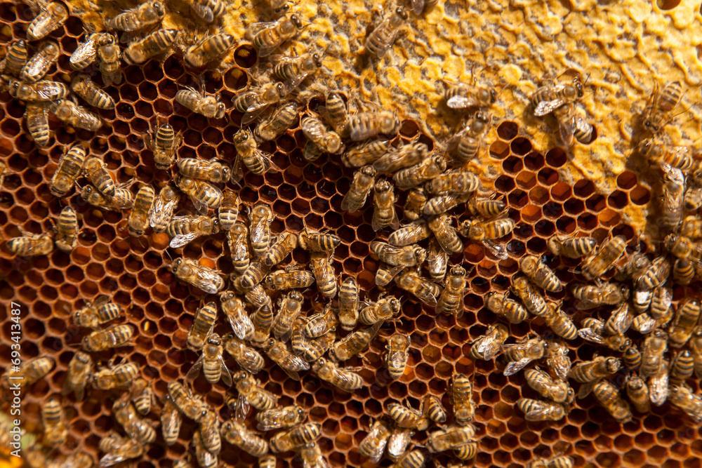 Working bees on honeycomb with sweet honey and pollen..