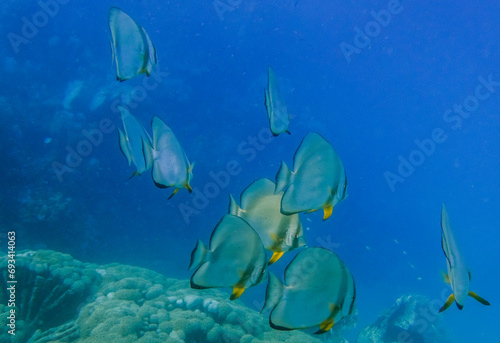 lot of wonderful orbicular batfish in deep blue water