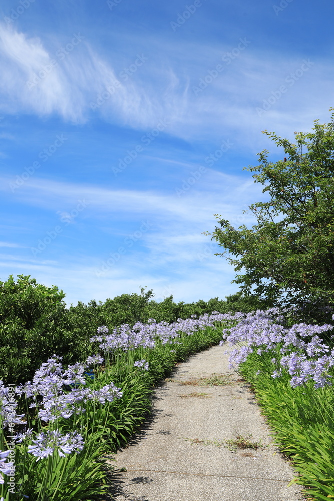 Obraz premium アガパンサス