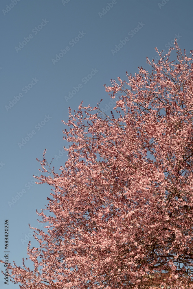 Tree flowers blossoming in springtime against the sky with copy space Tree flowers blossoming in springtime against the sky with copy space
