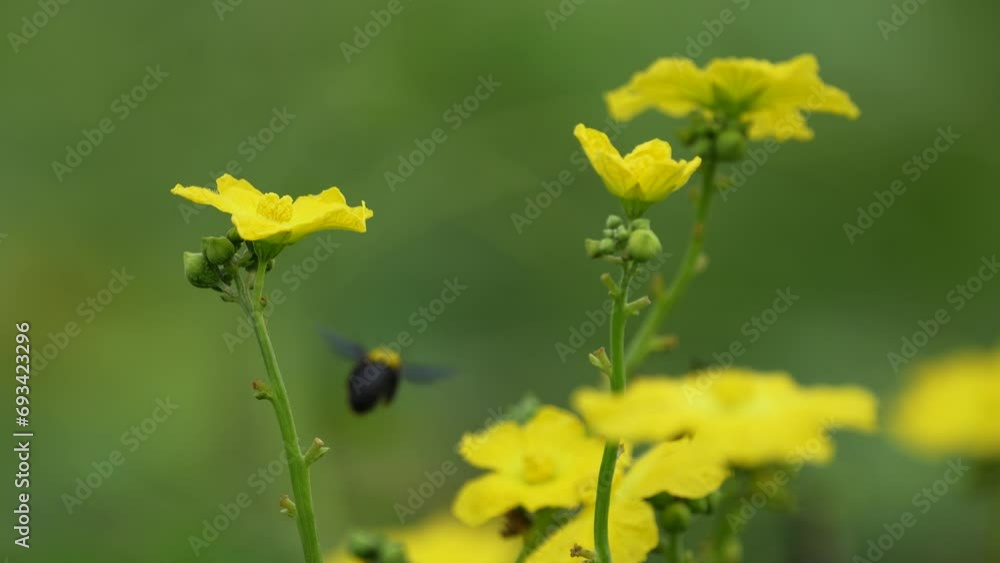 Experience the mesmerizing dance of bumblebees as they delicately collect nectar from gourd flowers. Harmonious interplay between nature's tiny marvels, essential for sustaining our garden ecosystems Experience the mesmerizing dance of bumblebees as they delicately collect nectar from gourd flowers. Harmonious interplay between nature's tiny marvels, essential for sustaining our garden ecosystems