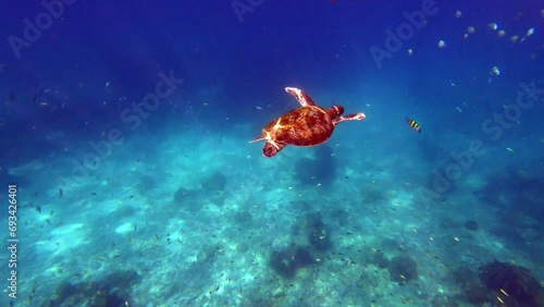 Sea turtle swimming under deep blue sea n coral reef with tropical summer sunlight n sun ray at daylight sunshine day at Phang-Nga Similan island, Thailand