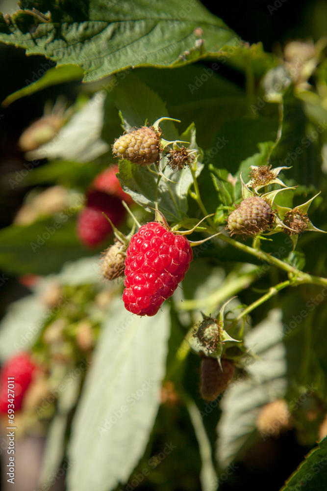 Ripe and unripe raspberry in the fruit garden. Growing natural bush of raspberry. Branch of raspberry in sunlight. Ripe and unripe raspberry in the fruit garden. Growing natural bush of raspberry. Branch of raspberry in sunlight.