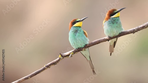European Bee-Eater Merops apiaster perched on branch near breeding colony. Wildlife scene of Nature in Northern Poland - Europe, summer time photo