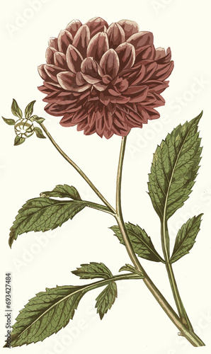 vintage flowers art flower rose leaf 