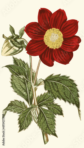 vintage flowers art flower rose leaf 