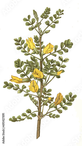 vintage flowers art flower rose leaf 