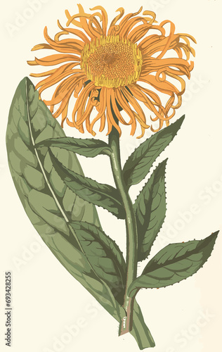 vintage flowers art flower rose leaf 