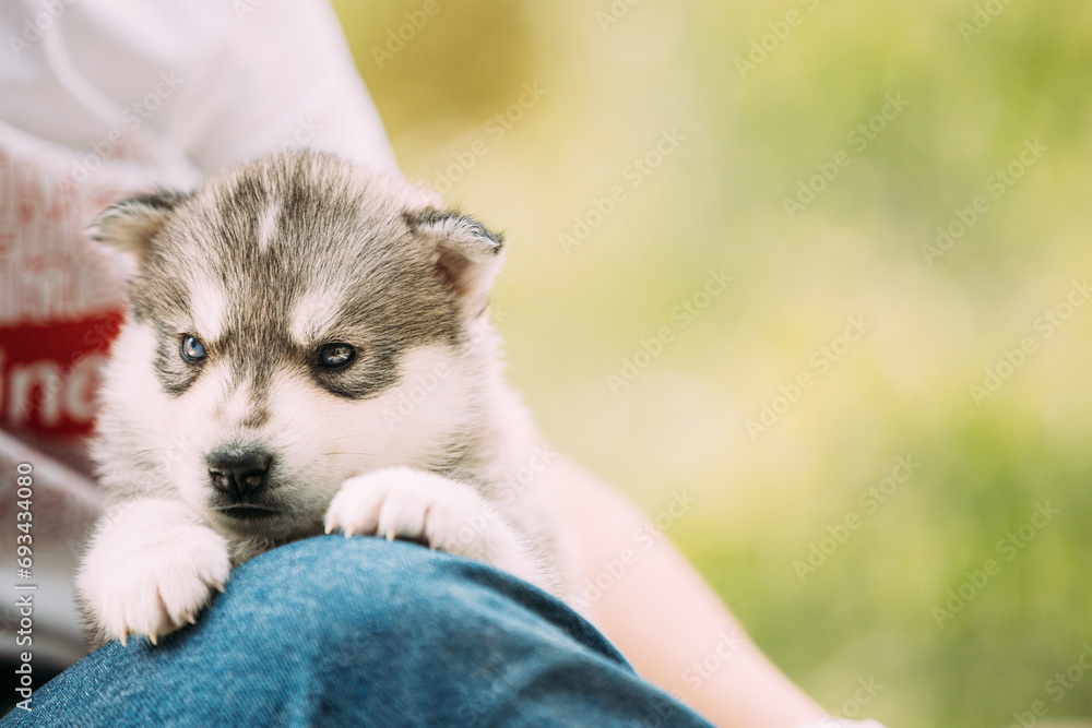 Fototapeta premium Four-week-old Husky Puppy Of White-gray-black Color Sitting On Wooden Ground And Looking Into Distance.