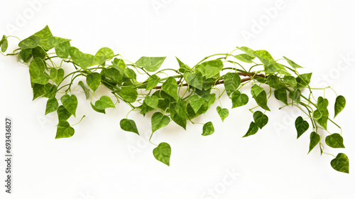 A Cistus spp. Jungle vine resembling a hanging Green