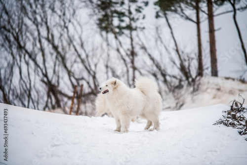 Samoyed white dog is sitting in the winter forest near Baltic Sea