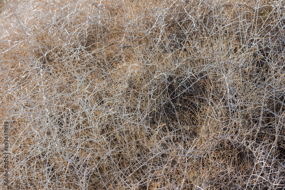 dry caragana spinosa low shrub at sunny autumn afternoon, full-frame background and texture dry caragana spinosa low shrub at sunny autumn afternoon, full-frame background and texture
