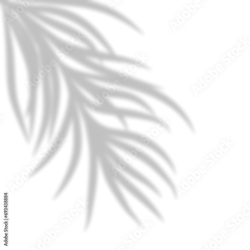 Palm Leaves Shadow Overlay