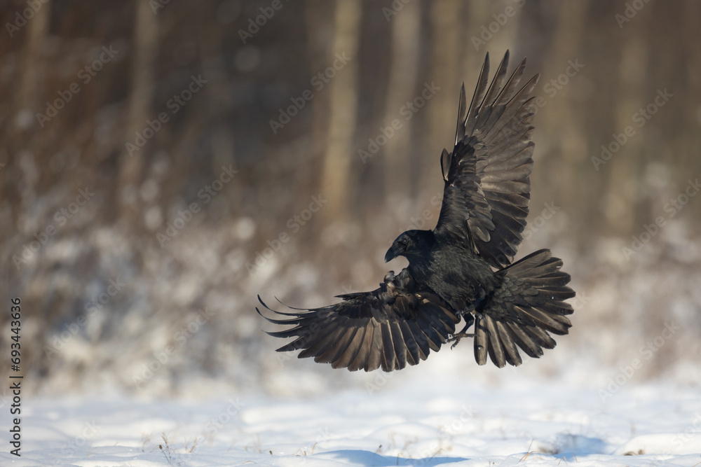 Fototapeta premium Bird beautiful raven Corvus corax North Poland Europe winter time