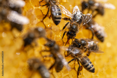Working bees on honeycomb, closeup. Colony of bees in apiary. Beekeeping in countryside. Macro shot with in a hive in a honeycomb © OlegD