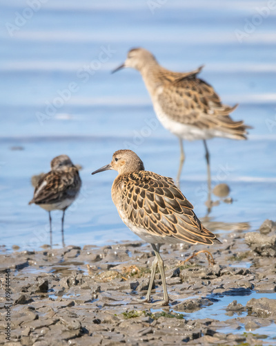 The Ruff, calidrix pugnax, a medium sized wading bird standing in shalow water for foraging photo