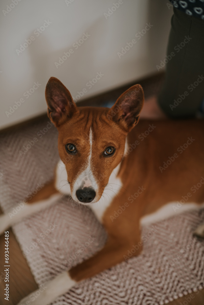 Basenji dogs in their natural environment. Basenji dogs in their natural environment.