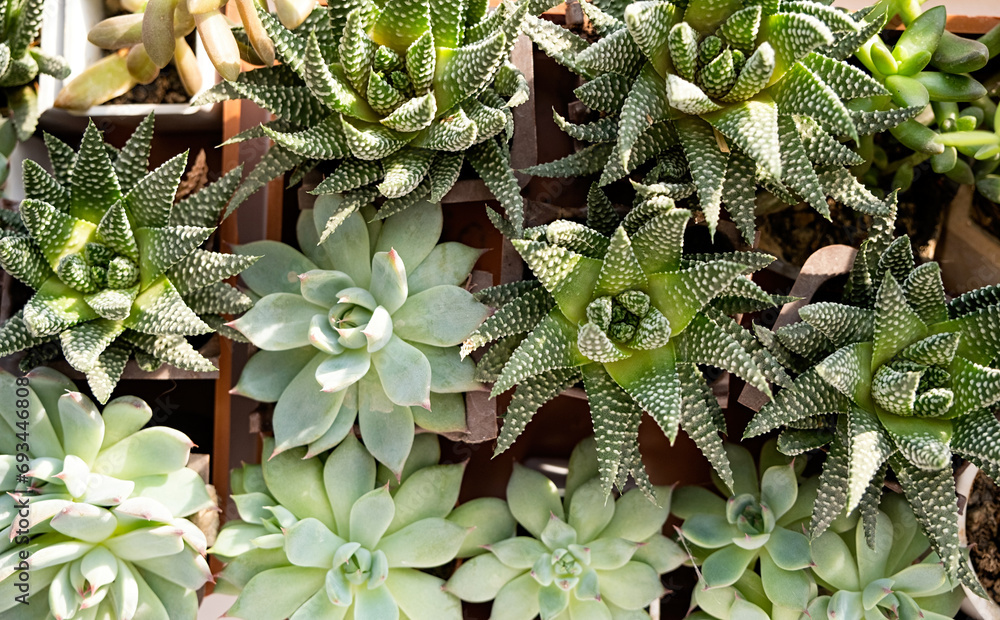 Fototapeta premium many beautiful Succulent plants top view