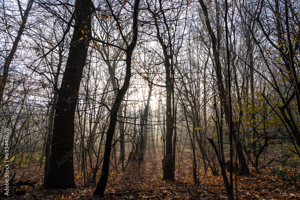 Fototapeta premium Forest of bare trees, in winter, with fog and sunlight. 