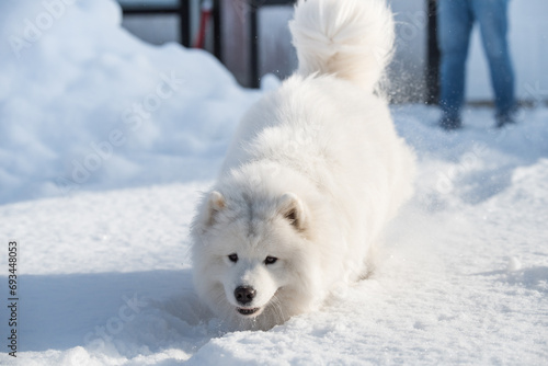 Samoyed white dog is running on snow outside