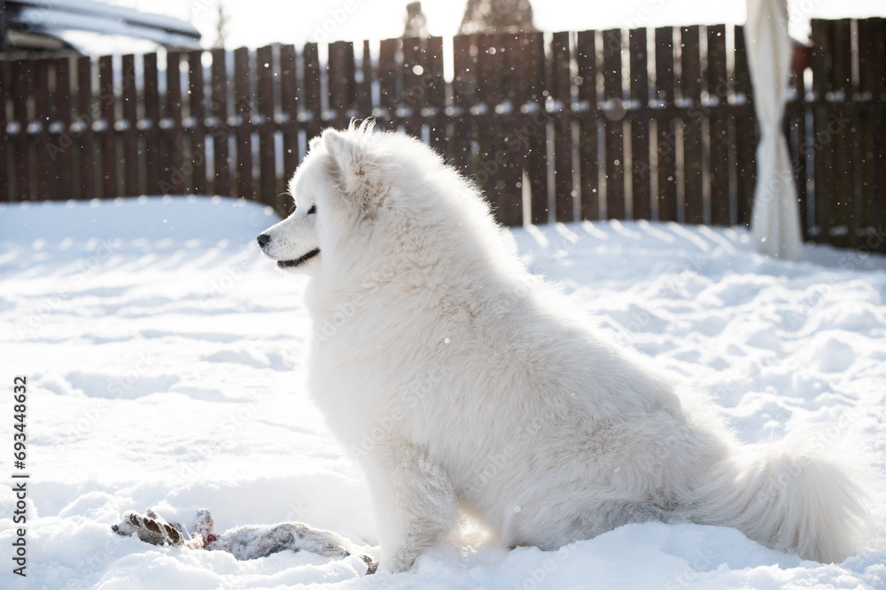 Obraz premium Samoyed white dog is playing on snow outside