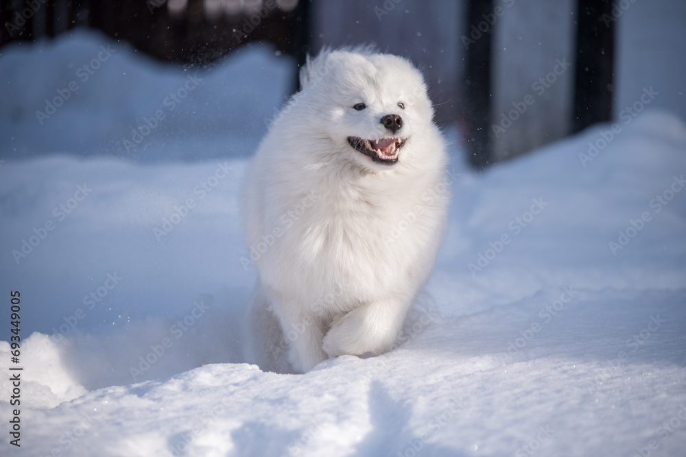 Samoyed white dog is running on snow outside Samoyed white dog is running on snow outside