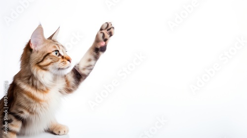 A cat raising its paw for a high-five, set against a white backdrop. 