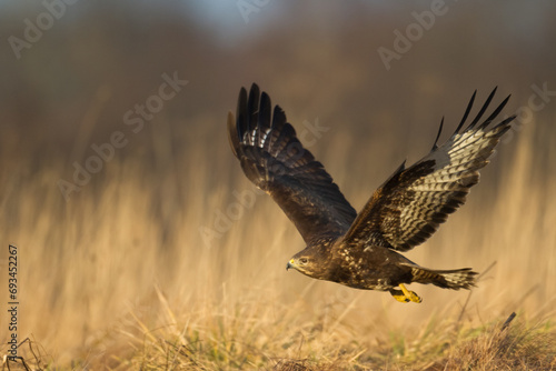 landing Common buzzard Buteo buteo in the fields in winter snow, buzzards in natural habitat, hawk bird on the ground, predatory bird close up winter bird