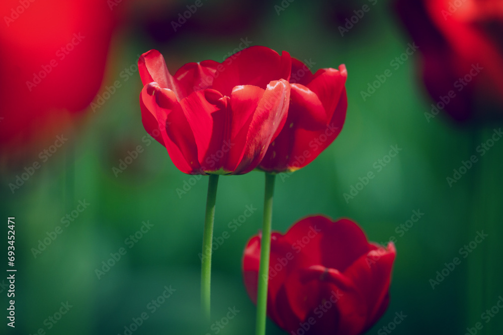 Fototapeta premium spring garden - red tulip summer time wallpaper or background, amazing red flower 