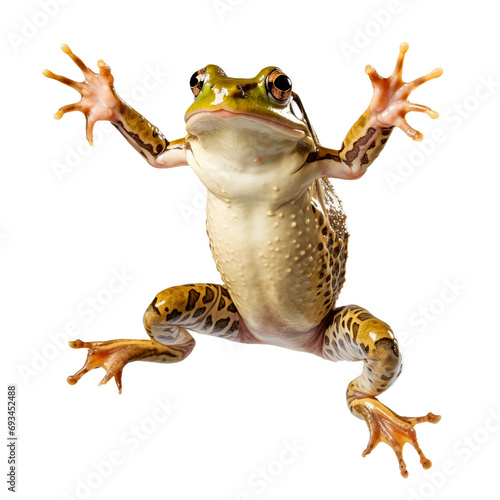 Funny jumped frog on white background