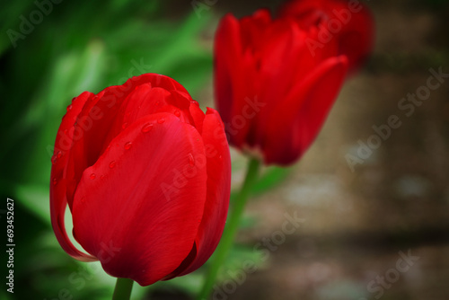 spring garden - red tulip summer time wallpaper or background, amazing red flower	
