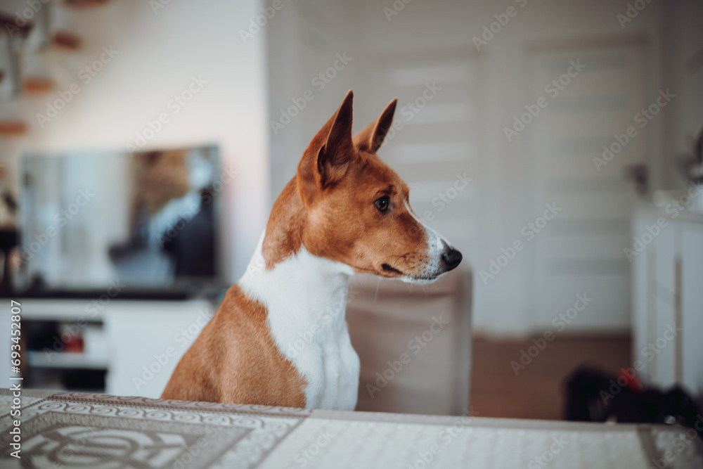 Basenji dogs in their natural environment.