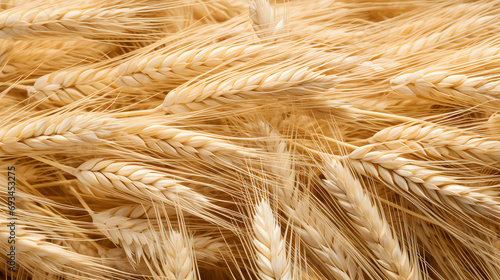 Full Frame of Barley, Capturing the Beauty of Ripening Grains in Abundance.