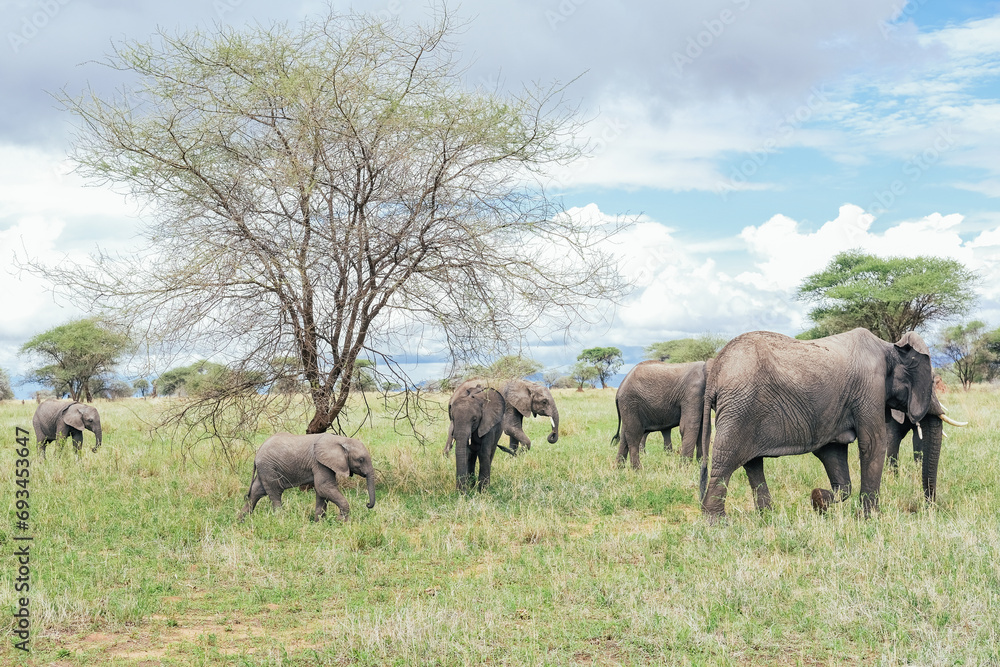 A family of elephants in a Tanzanian national park A family of elephants in a Tanzanian national park