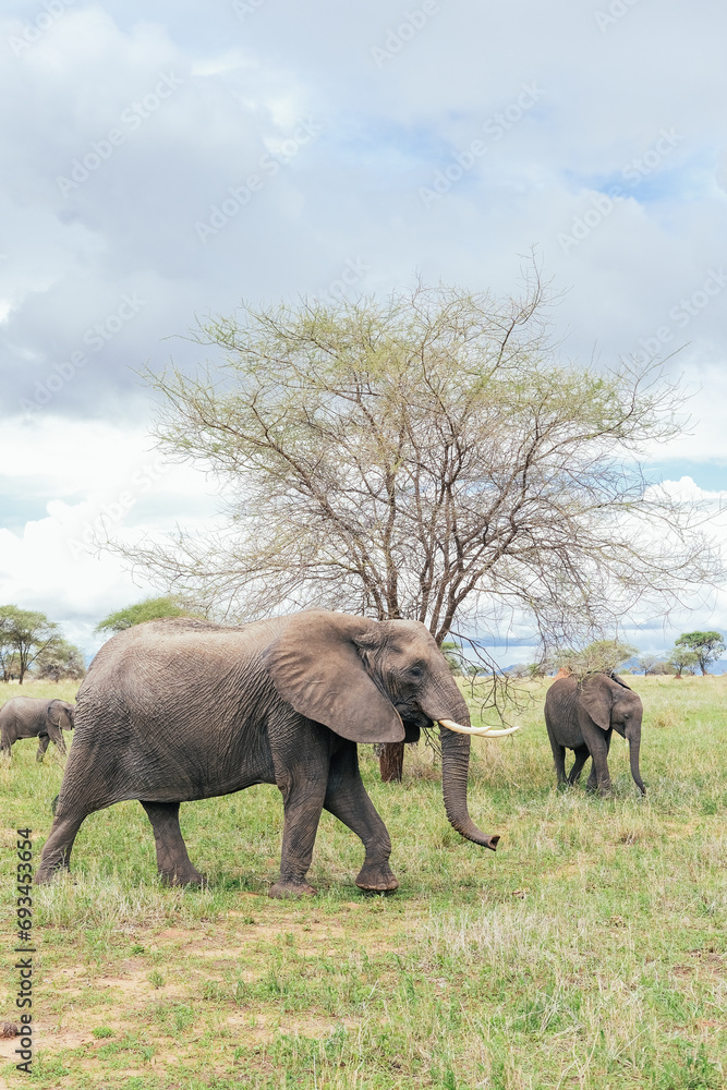 A family of elephants in a Tanzanian national park 