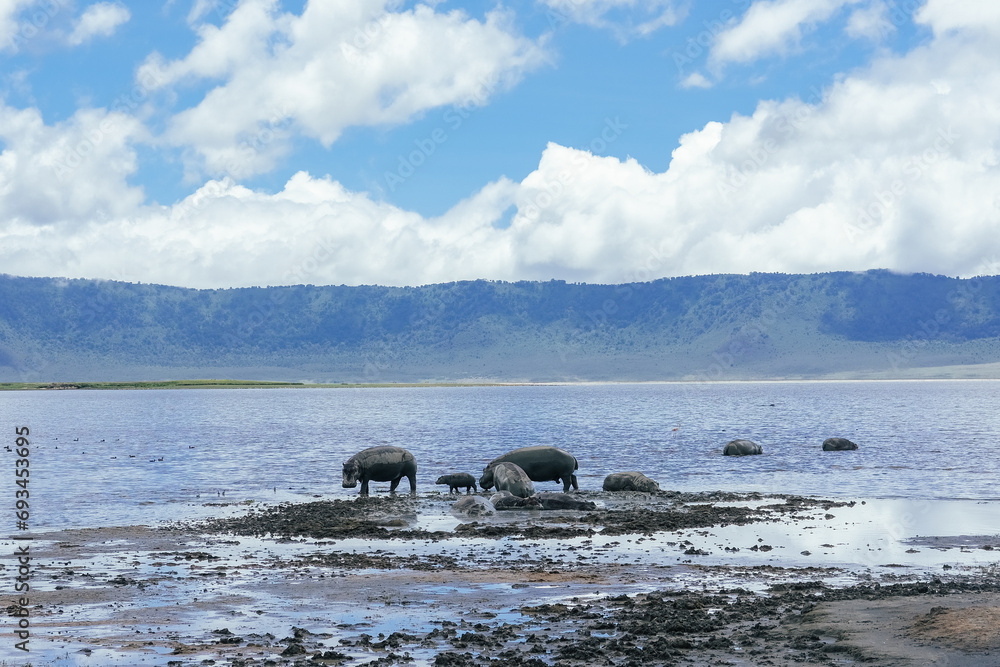 Fototapeta premium A family of hippopotamus, flamingos in the Ngorongoro crater, Tanzania 