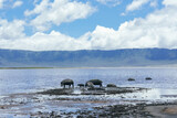 A family of hippopotamus, flamingos in the Ngorongoro crater, Tanzania 