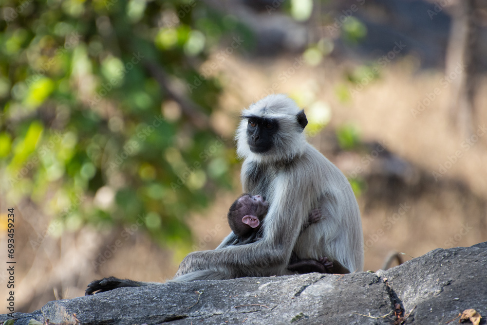 Fototapeta premium Portrait grey langur and baby kanya national park madhya pradesh central india