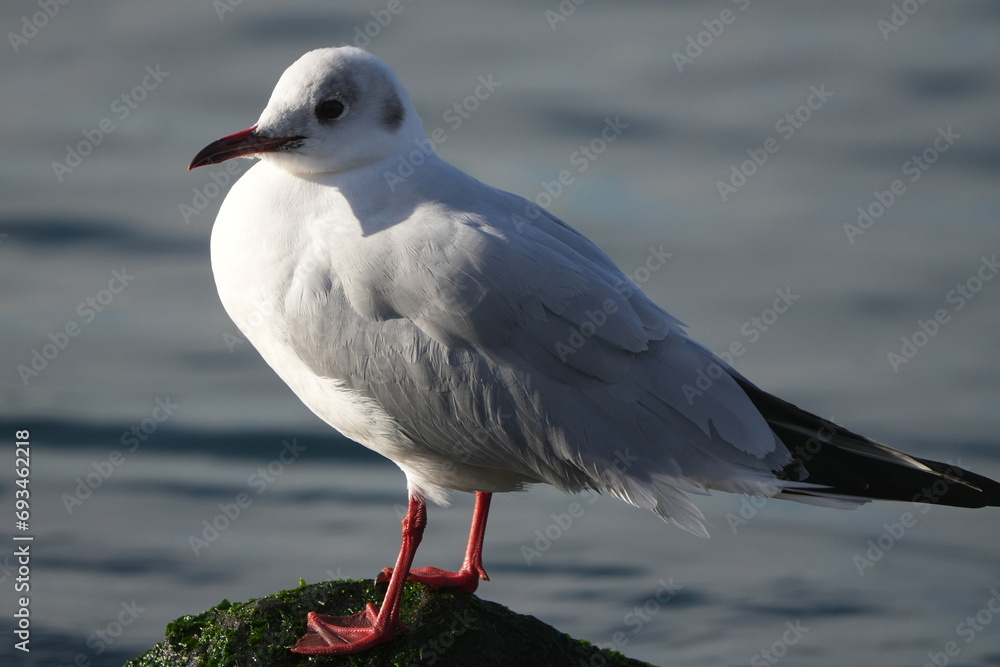 black headed gull in a seashore black headed gull in a seashore