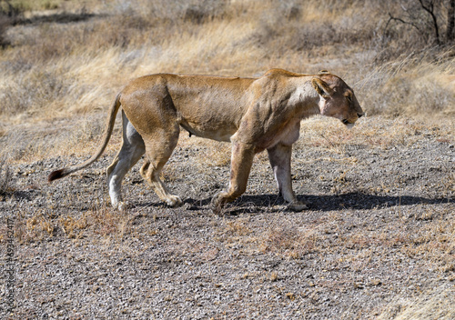 Female lion lioness walking in savannah of Tanzania in early morning