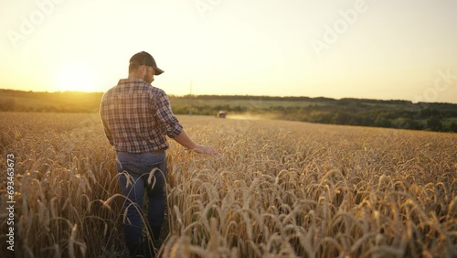 Man farmer agronomist gently touching ripe wheat with care walking on field at sunset, rear view. Growing plants, rich crop. Working on farm, harvesting, farming, food production agribusiness concept. photo