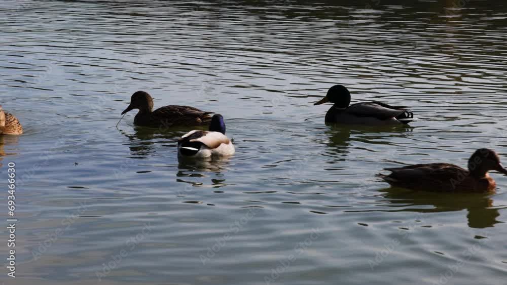 duck swimming in lake water.many ducks floating or moving feet underwater.park environment,colorful birds.day time winter or autumn,cold weather. duck swimming in lake water.many ducks floating or moving feet underwater.park environment,colorful birds.day time winter or autumn,cold weather.