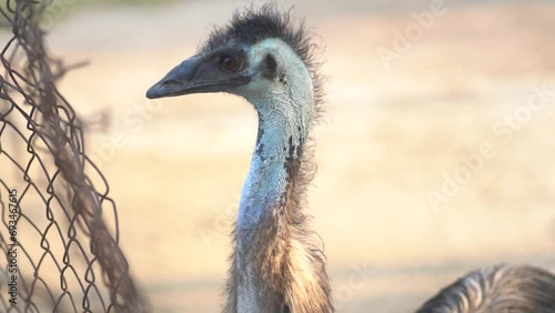 Emu (Dromaius novaehollandiae) face close up. photo
