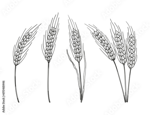 Rye ears sketch hand drawn set. Monochrome vector illustration